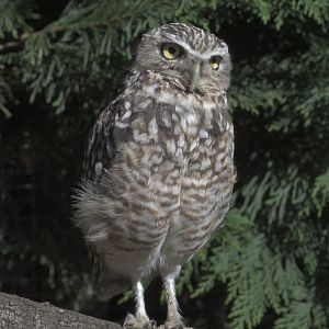 Burrowing owl