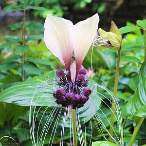 Tacca integrifolia / White Bat Lily