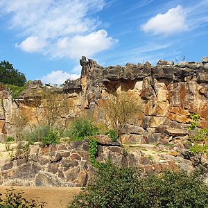 The new Lion enclosure