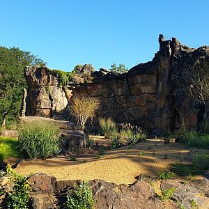 The new Lion enclosure