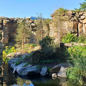 The new Siberian Tiger enclosure