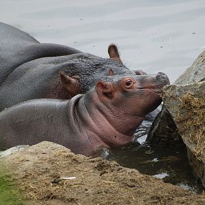 Hippopotamus amphibius calf, 2009
