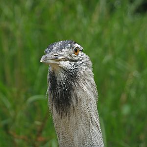 Northern kori bustard (Ardeotis kori struthiunculus), 2009