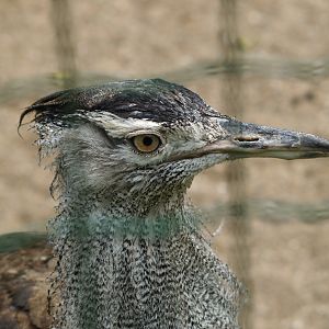 Northern kori bustard (Ardeotis kori struthiunculus), 2009