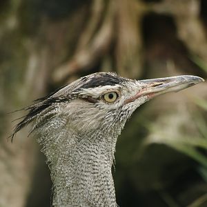 Northern kori bustard (Ardeotis kori struthiunculus), 2012