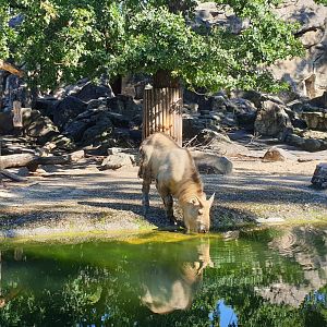 Sichuan Takin calf