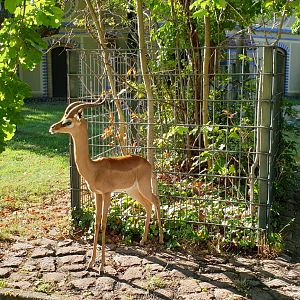Southern Gerenuk