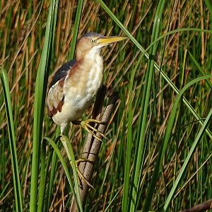 Least bittern (Ixobrychus exilis)