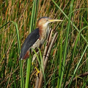 Least bittern (Ixobrychus exilis)