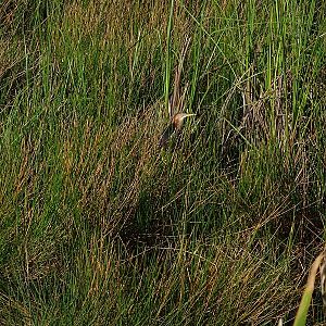 Least bittern (Ixobrychus exilis)
