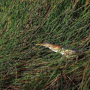 Least bittern (Ixobrychus exilis)