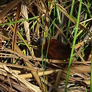 Ruddy crake (Laterallus ruber)