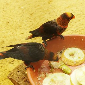 Dusky lories 	(Pseudeos fuscata), 2009