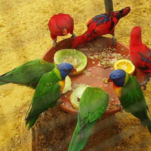 Rainbow lorikeets (Trichoglossus moluccanus) and Red lories (Eos bornea), 2009