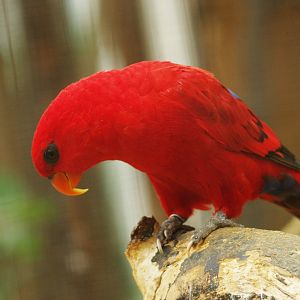 Red lory (Eos bornea), 2009