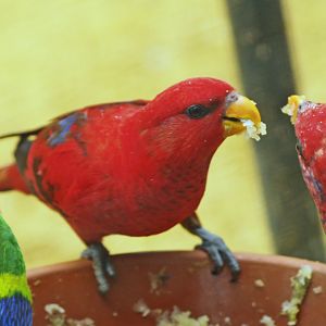 Red lory (Eos bornea), 2009