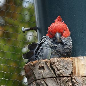 Male Gang-gang cockatoo (Callocephalon fimbriatum), 2012
