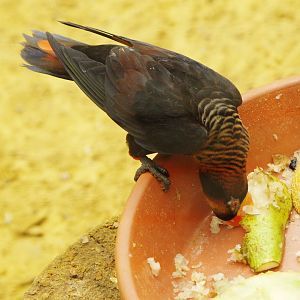 Dusky lory (Pseudeos fuscata), 2009