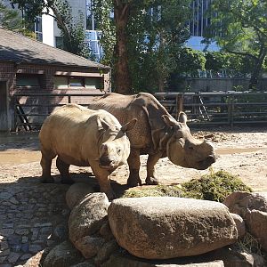 Mother and calf Indian Rhino