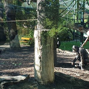 Bonobo mother with baby