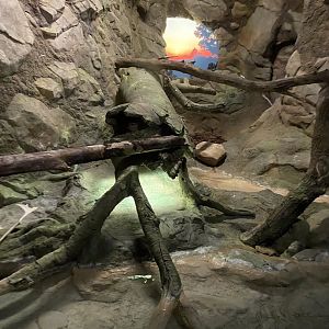 Tropics trail- Burmese python exhibit