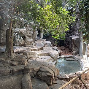 Tropics trail- visayan warty pig exhibit