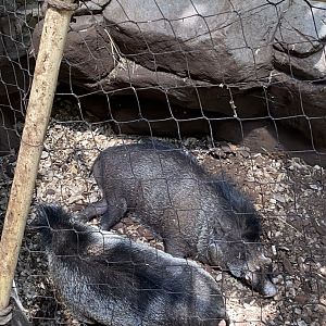 Tropics trail- visayan warty pigs
