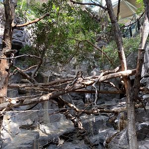 Tropics trail- red panda & transcaspian urial exhibit