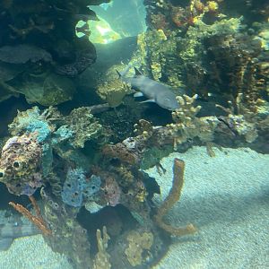 Tropics trail- indo-pacific tropical reef