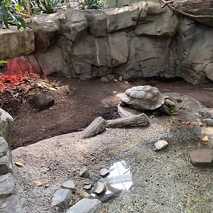 Tropics trail- Asian brown tortoise exhibit