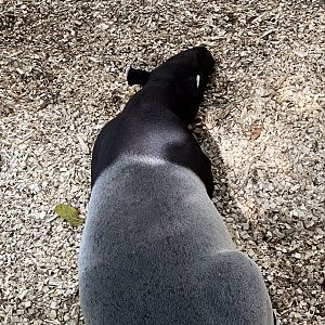 Tropics trail- Malayan tapir