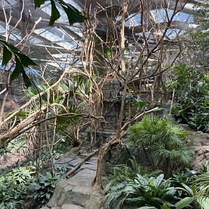 Tropics trail- rhinoceros hornbill exhibit