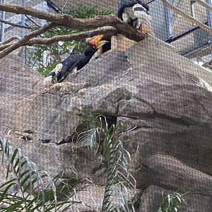 Tropics trail- rhinoceros hornbills