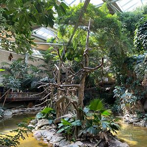 Tropics trail- White cheeked gibbon island