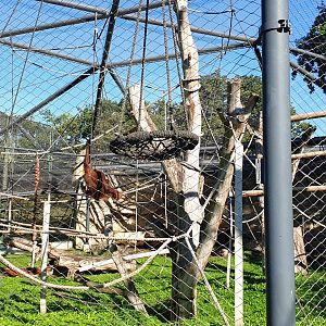 Sumatran Orangutan outdoor