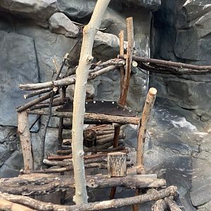 Tropics trail- new climbing structures in Asian small clawed otter exhibit