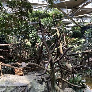 Tropics trail- White cheeked gibbon island