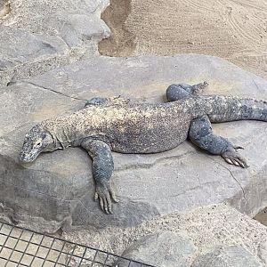Tropics trail- Komodo dragon