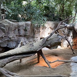Tropics trail- Komodo dragon exhibit