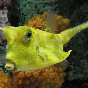 Longhorn Cowfish at Shedd Aquarium