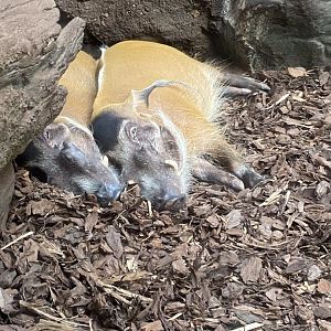 Tropics trail- red river hogs
