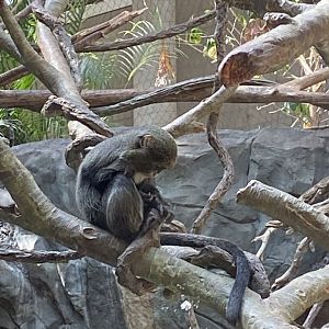 Tropics trail- Debrazas guenon
