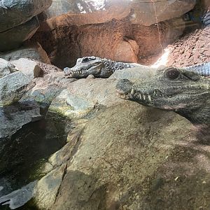 Tropics trail- west African dwarf crocodiles
