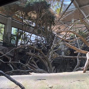 Tropics trail- Black & White colobus, Debrazas guenon, & red river hog exhibit