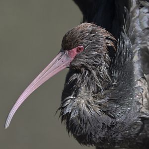 Puna ibis bathing