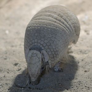 Southern three-banded armadillo
