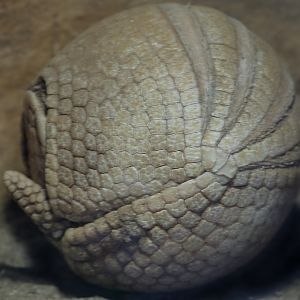 Southern three-banded armadillo sleeping