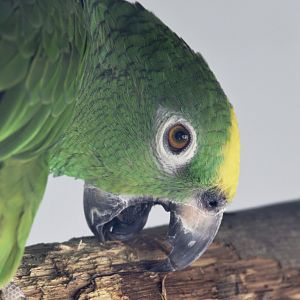 Yellow-crowned amazon