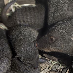 Banded mongoose litter