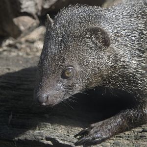Egyptian mongoose